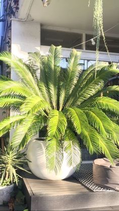 a large potted plant sitting on top of a wooden table in front of a building