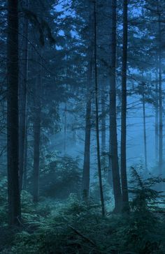 the woods are very dark and foggy at night