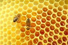 two bees sitting on top of a honeycomb