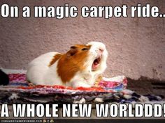 a brown and white guinea pig yawning while sitting on a rug with its mouth open