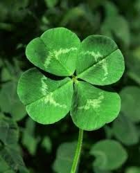 a four leaf clover is shown in this image