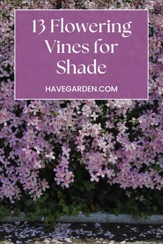 purple flowers with the words 13 flowering vines for shade