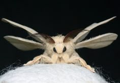 a close up of a moth on top of a pile of white wool with its wings spread