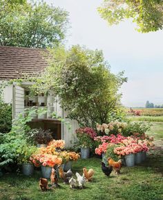 several chickens and roosters in front of a house with flowers on the ground near by