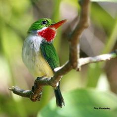 a small green and red bird sitting on a tree branch