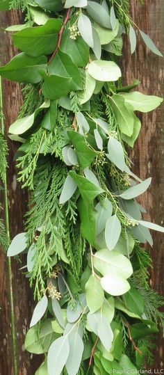 green leaves and greenery on a wooden fence