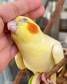 a small yellow bird sitting on top of a tree branch next to a person's hand