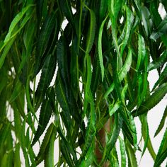 green leaves are hanging from the branches of a tree in front of a white wall