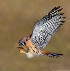 a bird flying with a fish in it's mouth