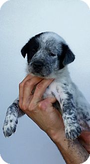 a person holding a puppy in their hand