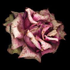 a pink flower with white spots on it's petals is shown against a black background