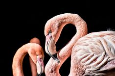 two flamingos standing next to each other on a black background