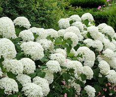 many white flowers are growing in the garden