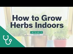 how to grow herbs indoors in pots