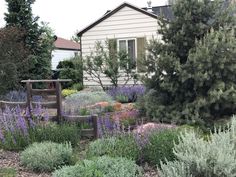 a garden with purple flowers and trees in front of a house