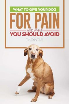 a dog sitting in front of a sign that says, what to give your dog for pain and what you should avoid