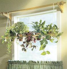 some plants are hanging on the window sill