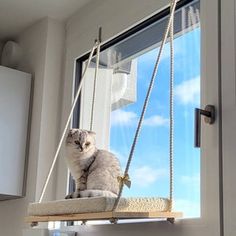 a cat is sitting on a swing in the window