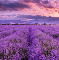 a field full of purple flowers under a cloudy sky