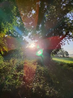 the sun shines brightly through the trees on this sunny day in an open field