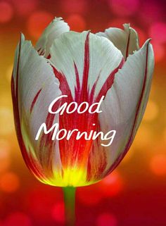 a red and white tulip with the words good morning on it's side