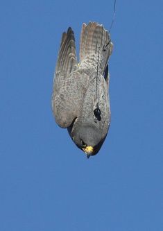 a bird flying in the air with its wings spread out and it's head down