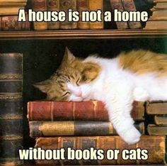 an orange and white cat sleeping on top of a book shelf next to many books