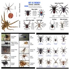 an image of different types of spiders and their webpage links to help you know what they are