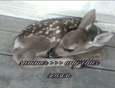 a small deer laying on top of a floor next to a white door with the words summer = > any other season