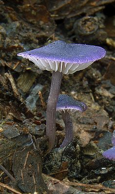 two purple mushrooms are growing on the ground