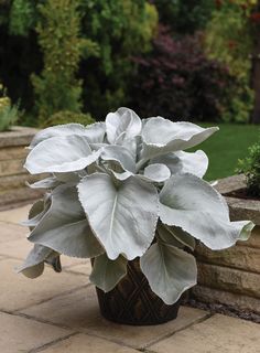 a large white plant sitting on top of a stone walkway