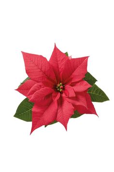 a red poinsettia flower with green leaves