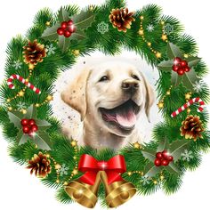 a christmas wreath with a golden retriever in the center surrounded by holly and bells