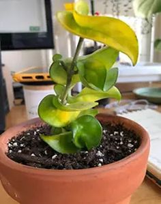 a potted plant sitting on top of a wooden table next to a computer monitor