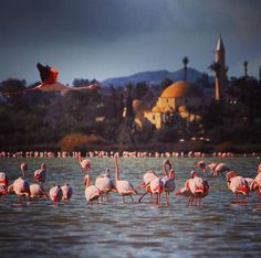 a flock of flamingos standing in the water next to a lake with buildings in the background