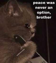 a cat holding a remote control in it's paws with the caption peace was never an option, brother