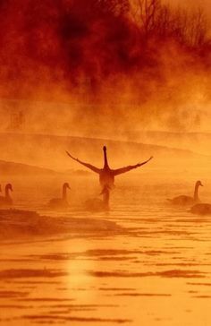 a group of ducks floating on top of a lake next to trees and fog covered ground