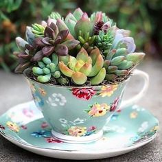 a tea cup filled with succulents on top of a saucer