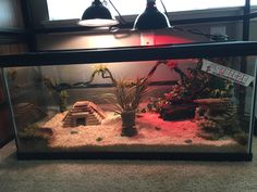 a fish tank filled with plants and rocks on top of a carpeted floor next to a window