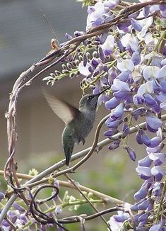 a hummingbird perched on a branch with purple flowers