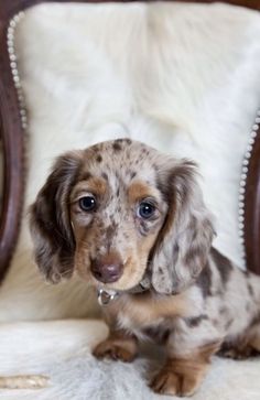 a small brown and black dog sitting on top of a chair