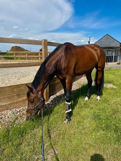 a brown horse standing on top of a lush green field next to a wooden fence