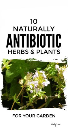 These naturally antibiotic herbs and plants are in easy to grow in a simple herb garden in containers and can be used to treat tooth ache, sore throats, UTIs, sinus infections and more in simple natural herbal remedies and added to healthy herbal recipes. #naturalantibiotics #antibioticherbs #herbalremedies #herbgarden Garden In Containers, Herbs And Plants, Medicinal Herbs Garden, Herbal Recipes, Healing Plants