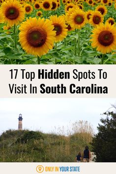 sunflowers with text overlay that reads 17 top hidden spots to visit in south carolina