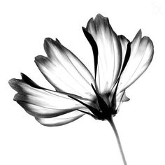 a black and white photo of a flower