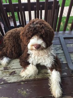 a brown and white dog sitting on top of a wooden bench