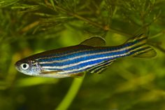 a blue and white striped fish sitting on top of a green leafy tree branch