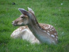 a small deer laying in the grass with its head turned to look at something off camera