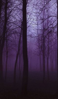 the woods are covered in purple fog and trees with no leaves on them at night