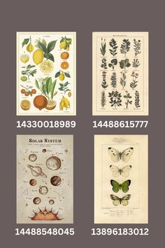 four different types of plants and fruit are shown in this set, with the numbers below them